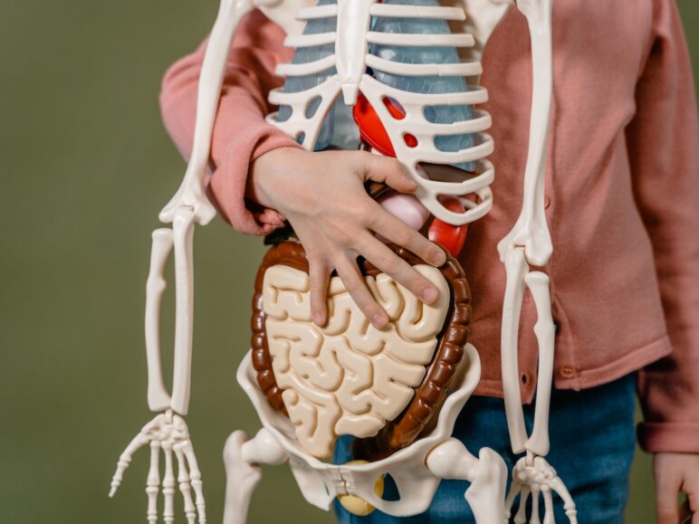 A Child Holding a Skeleton Model