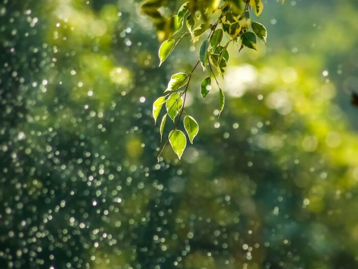 selective focus photo of green vine