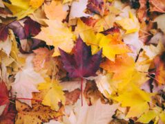 dried maple leaves