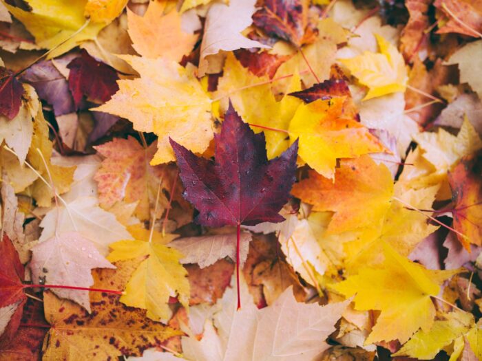 dried maple leaves