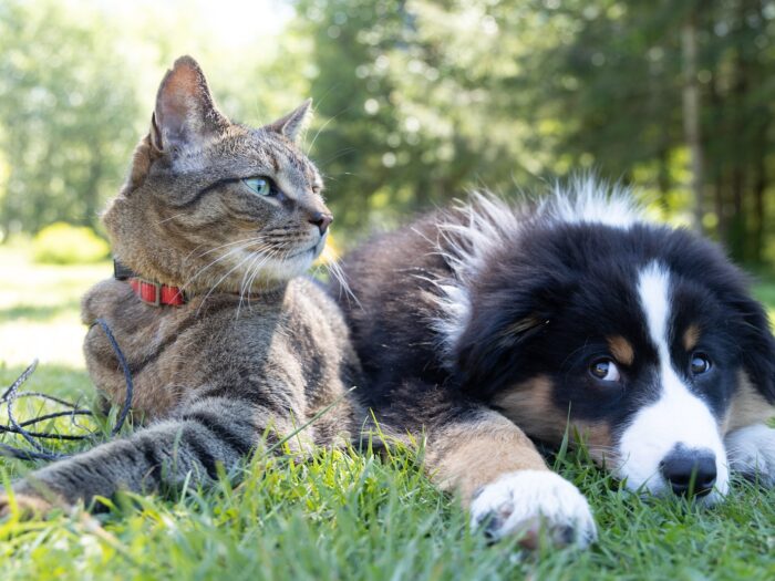 a dog and a cat laying in the grass