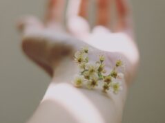 selective focus photography of white clustered flowers on left human hand